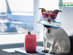 Tất tần tật thủ tục cho vật nuôi đi máy bay EVA Air từ A-Z